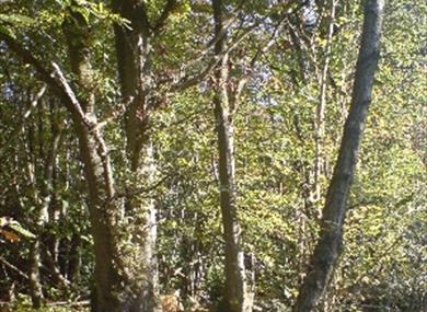Brede High Woods  WTPL/WT Staff