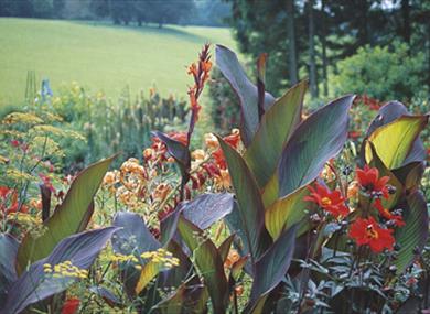 Pashley Manor Gardens Canna Lilies by ha ha