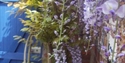 At Wisteria Corner