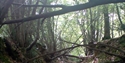 Brede High Woods  WTPL/WT Staff