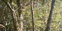 Brede High Woods  WTPL/WT Staff