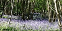 Bluebells at Herstmonceux