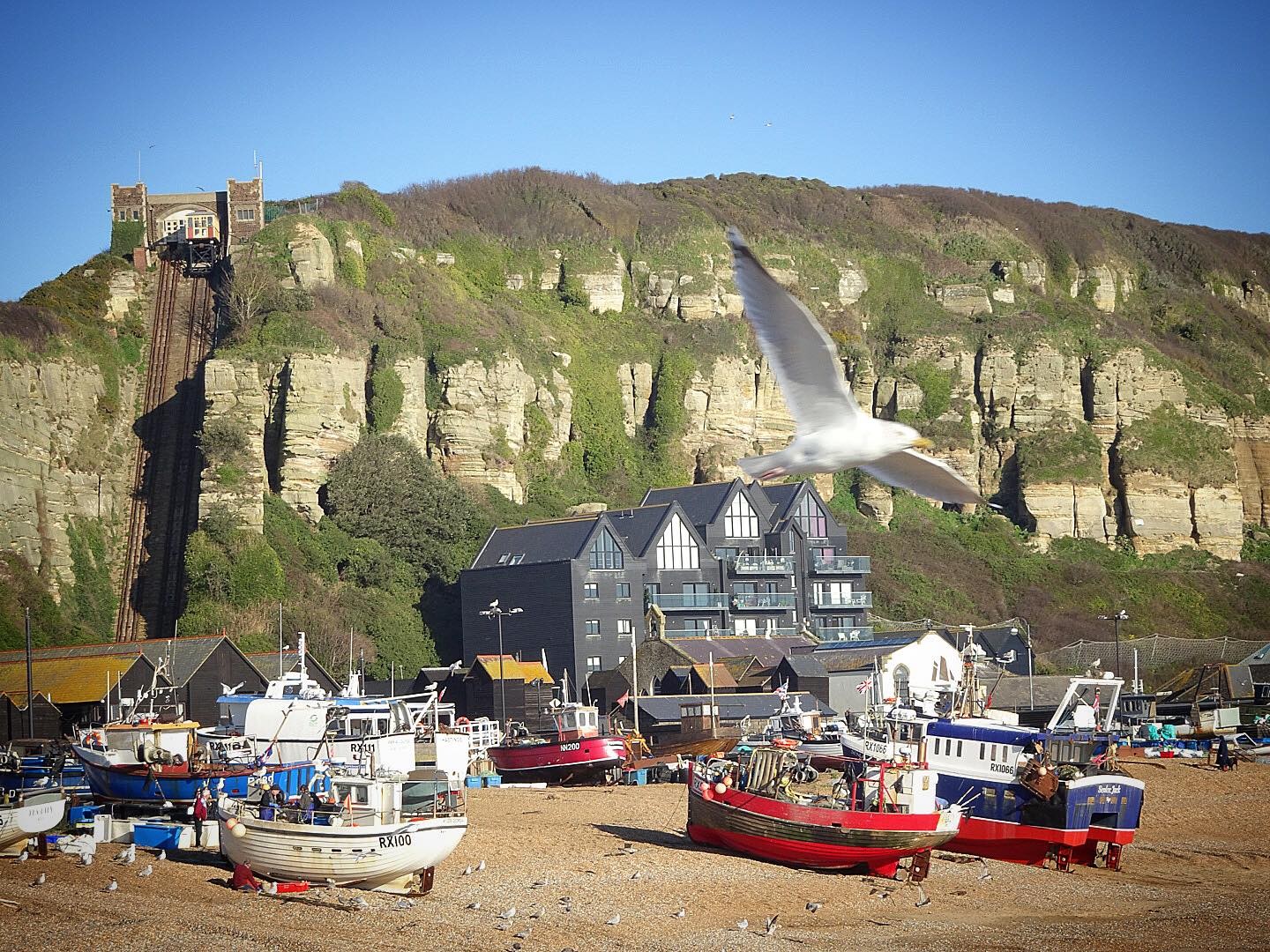 Photograph by Instagram user @boburke1 of Hastings East Hill from the fishing beach with a mid-flight seagull in the foreground.