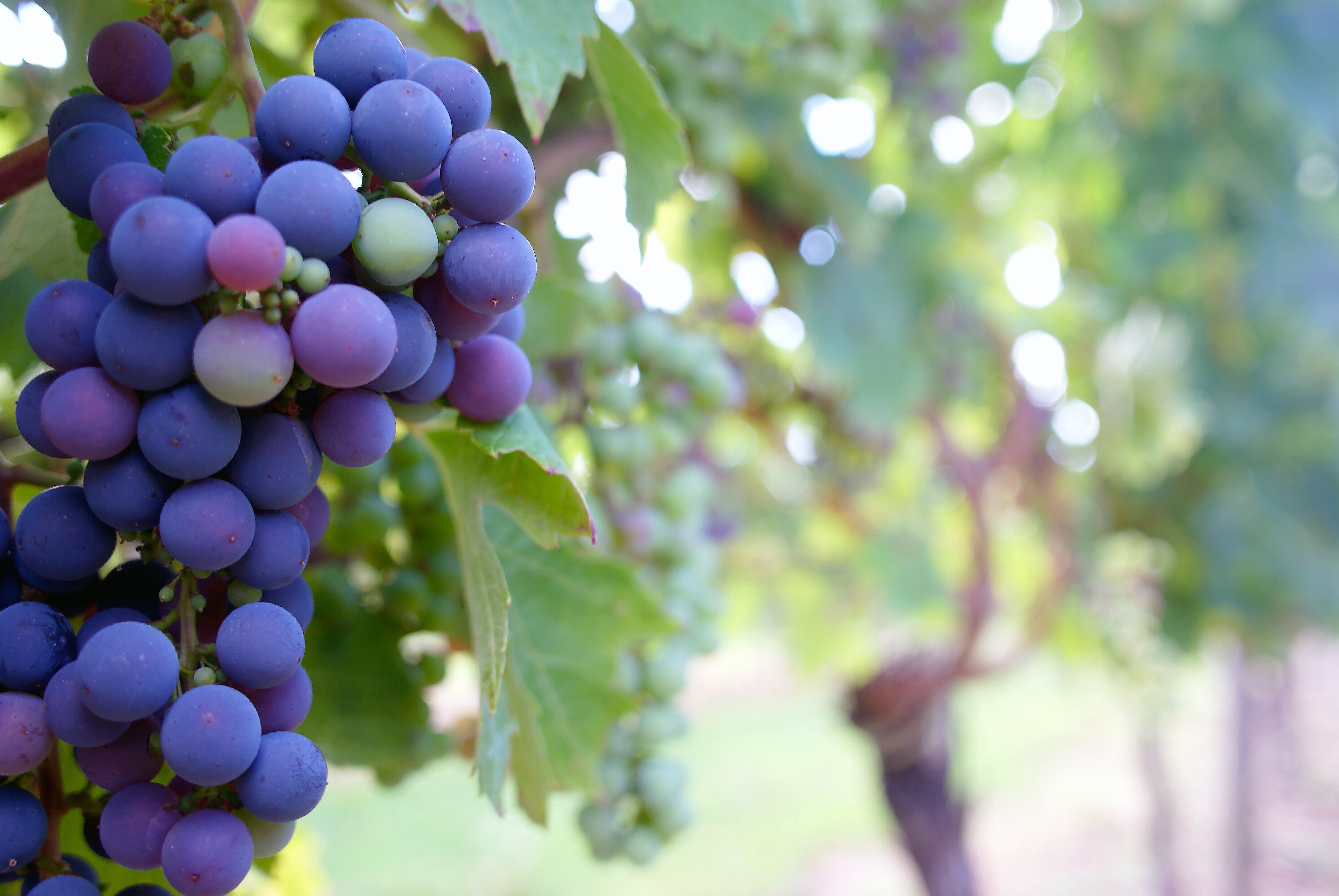 It's English Wine Week! 🥂