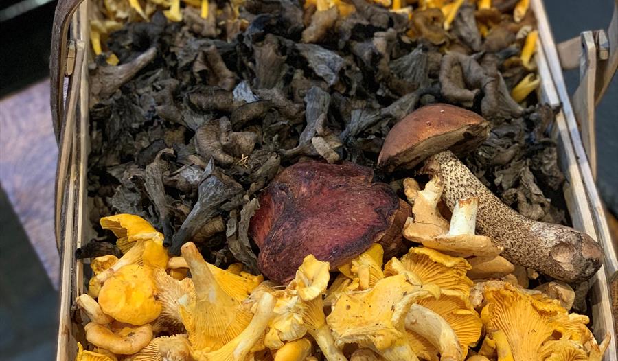 Porcini Mushroom Forage and Luncheon Visit 1066 Country